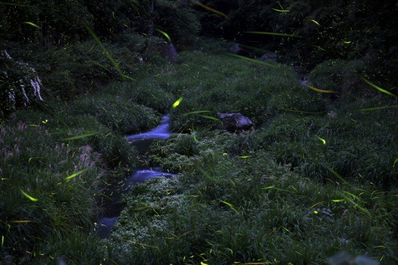 美郷ほたる祭り