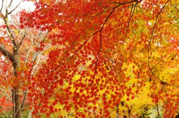 安曇野の紅葉