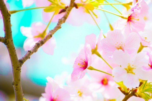 万博記念公園の桜