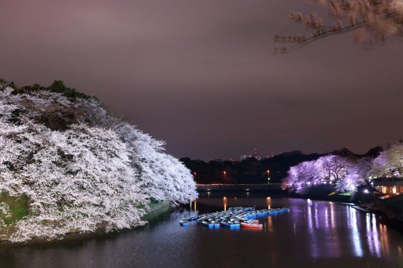 千鳥ケ淵公園の桜