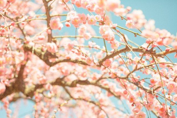 羽根木公園せたがや梅まつり