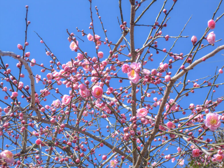 いなべ市梅林公園梅まつり