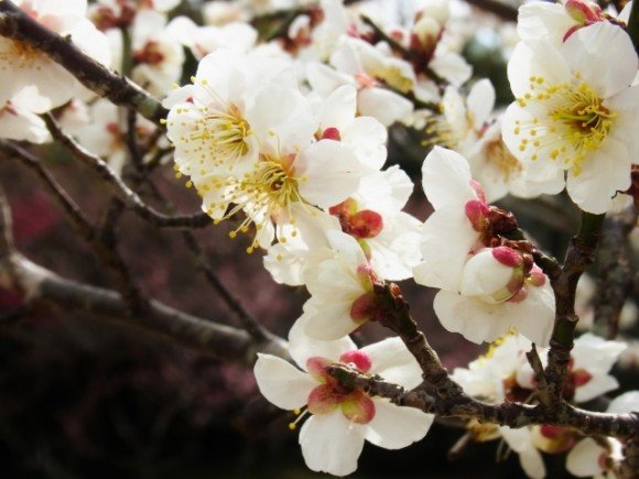 箕郷梅林梅まつり