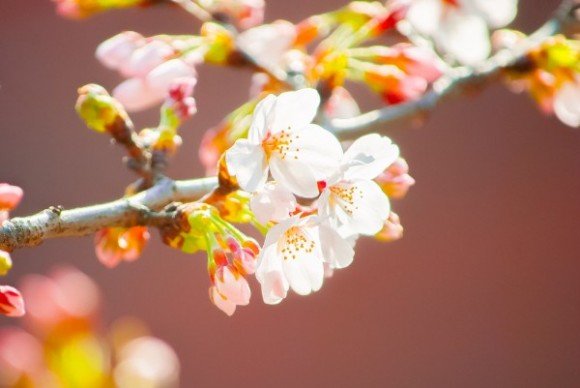 三ツ池公園の桜