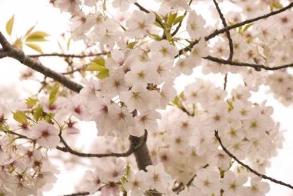 二十間道路桜並木の桜