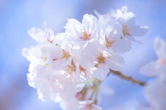 仁和寺の御室桜