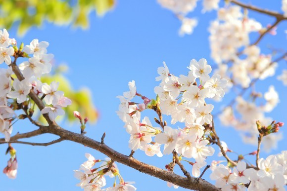 大阪城公園の桜