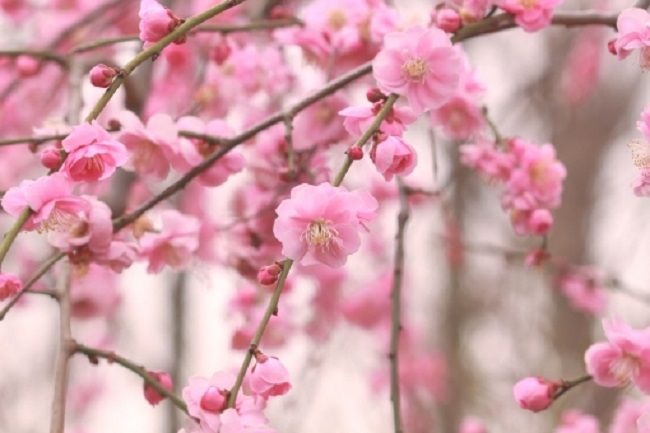 結城神社しだれ梅まつり