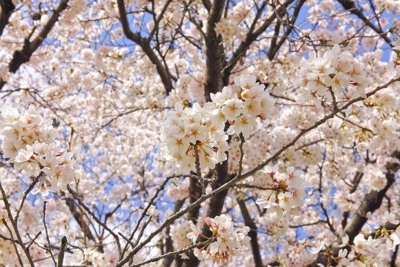 千秋公園の桜