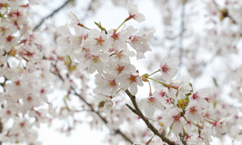 隅田公園の桜