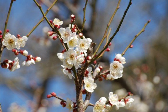 佐布里池梅林梅まつり