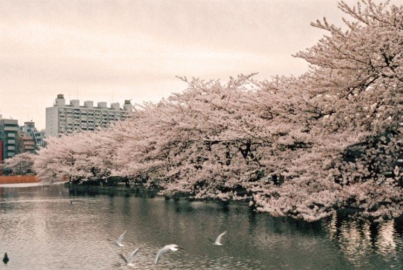 上野恩賜公園の桜