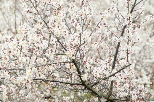 安八百梅園安八梅まつり