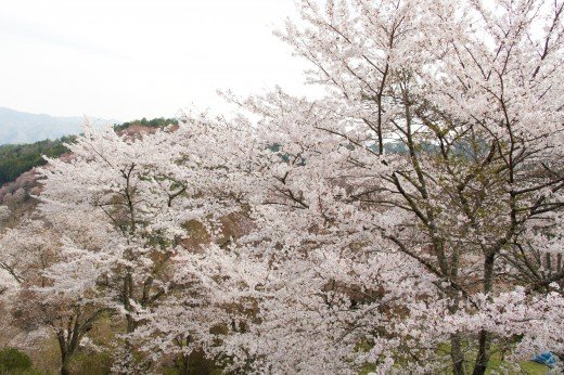 吉野山の桜