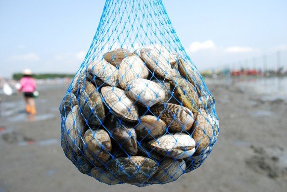 愛知県の潮干狩り