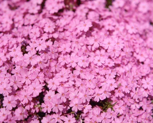 市貝町芝ざくら