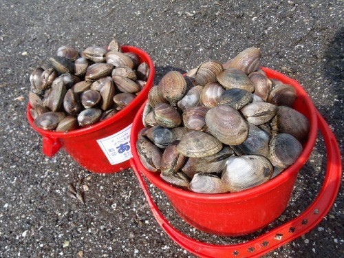 茨城県の潮干狩り