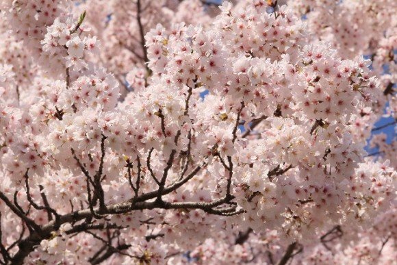 円山公園の桜