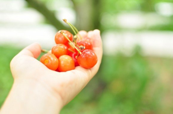 長野さくらんぼ狩り