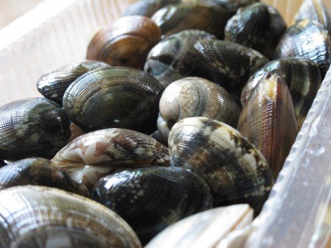 大阪の潮干狩り