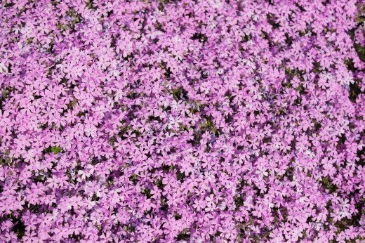 世羅高原の芝桜