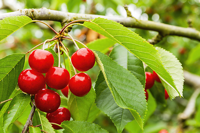 群馬さくらんぼ狩り