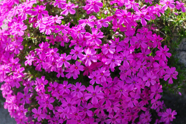 みさと公園の芝桜
