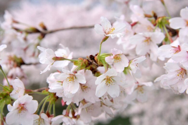大阪造幣局の桜の通り抜け