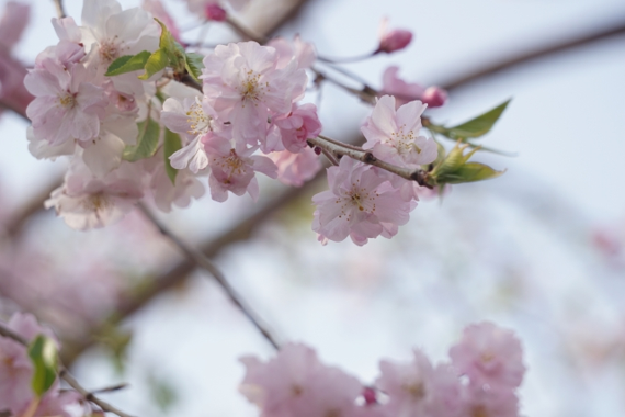 黒鳥山公園の桜