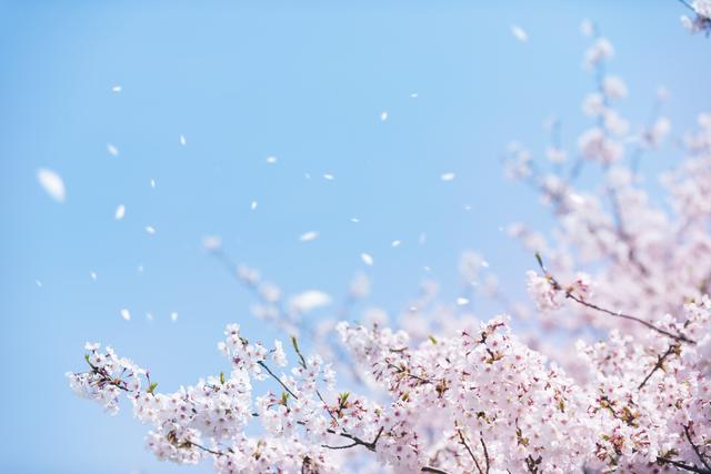 勝尾寺の桜の見頃