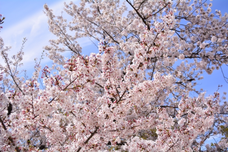 五月山公園の桜