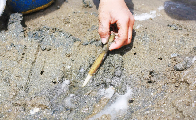 愛媛県の潮干狩り