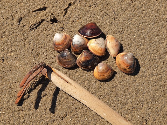 高知県の潮干狩り