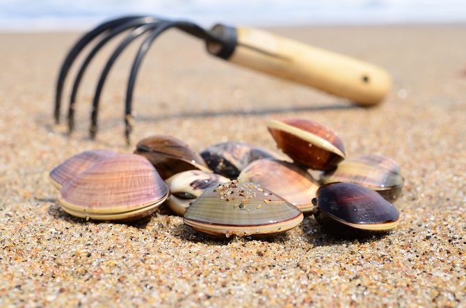 沖縄県の潮干狩り