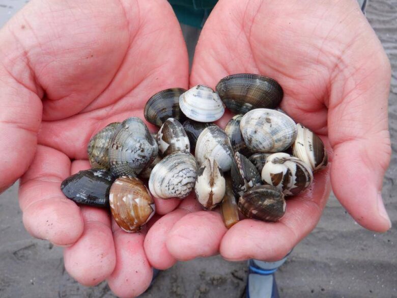 岡山県の潮干狩り