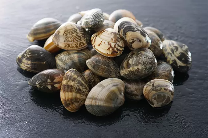 静岡県の潮干狩り