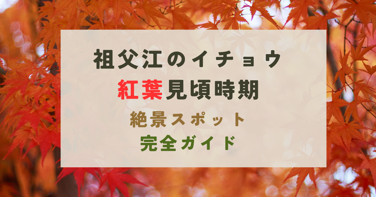 祖父江のイチョウの見頃