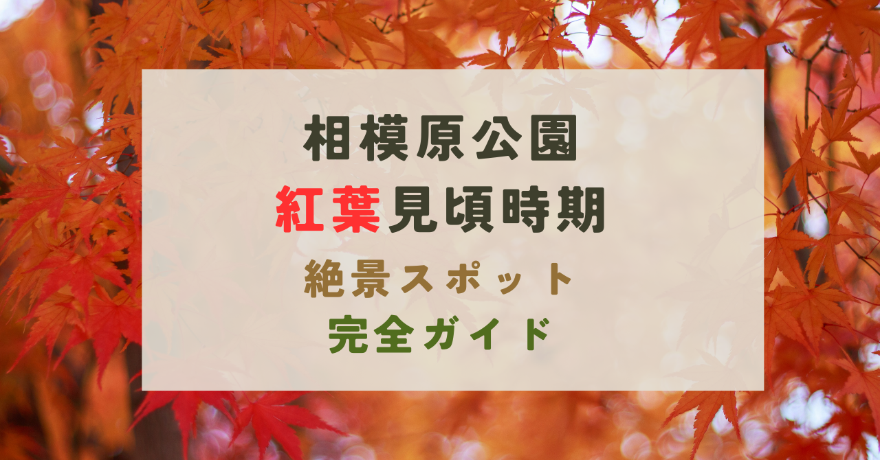 相模原公園メタセコイア並木の紅葉