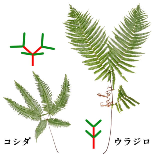 ウラジロとシダとの違い